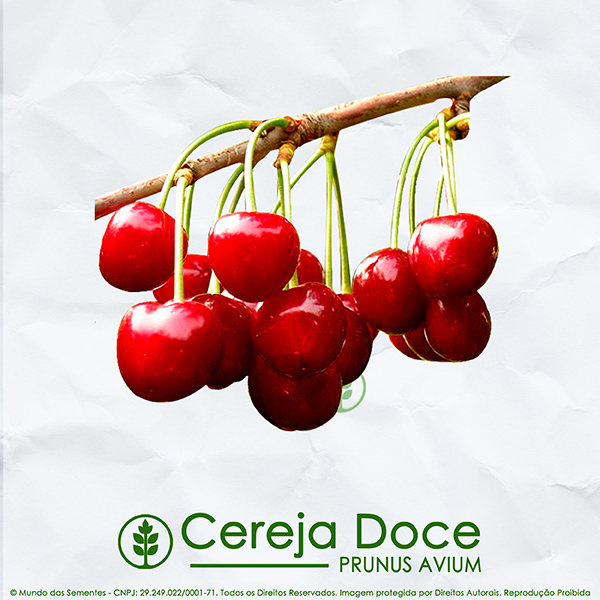 Sementes de Cereja Doce  Prunus avium - Frutífera - Mundo das Sementes