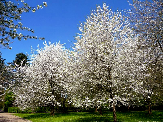 Sementes de Cereja Doce - Prunus avium - Frutífera - Mundo das Sementes