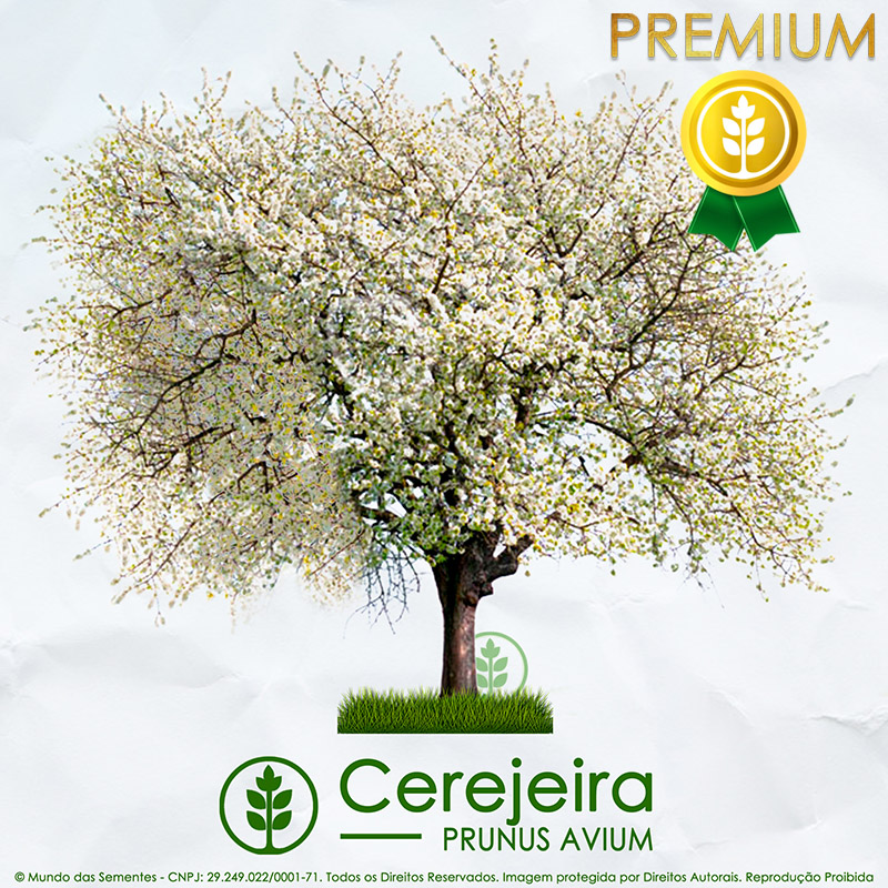 Sementes de Cerejeira / Cereja Doce (Primavera) - Prunus avium - Mundo das Sementes