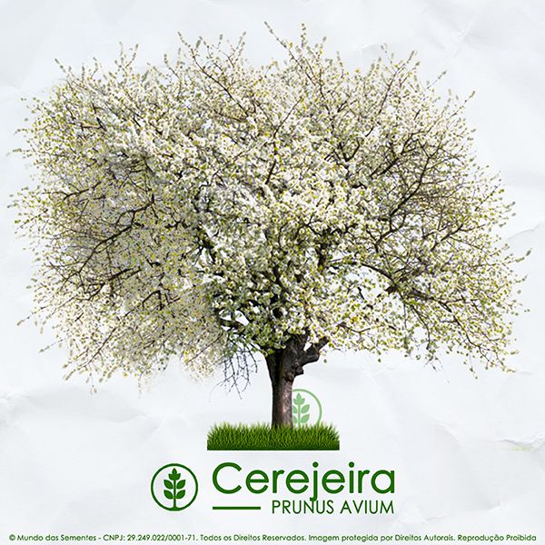Sementes de Cerejeira / Cereja Doce (Primavera)  Prunus avium - Mundo das Sementes