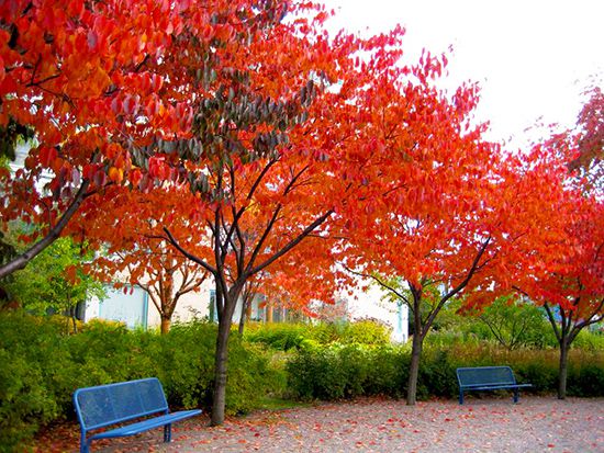 Sementes de Cerejeira / Cereja Doce (Outono) - Prunus avium - Mundo das Sementes