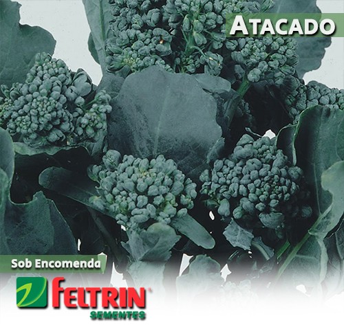 Sementes de Couve-Brócoli Ramoso Santana - Atacado - Feltrin
