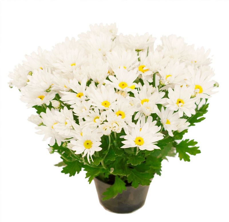 Sementes de Crisantemo Singelo Branco - Feltrin