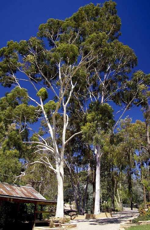 Sementes de Eucalipto Limão Cheiroso - Eucalyptus citriodora - Mundo das Sementes