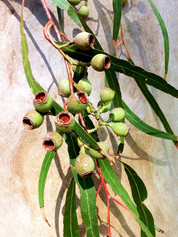 Sementes de Eucalipto Limão Cheiroso - Eucalyptus citriodora - Mundo das Sementes
