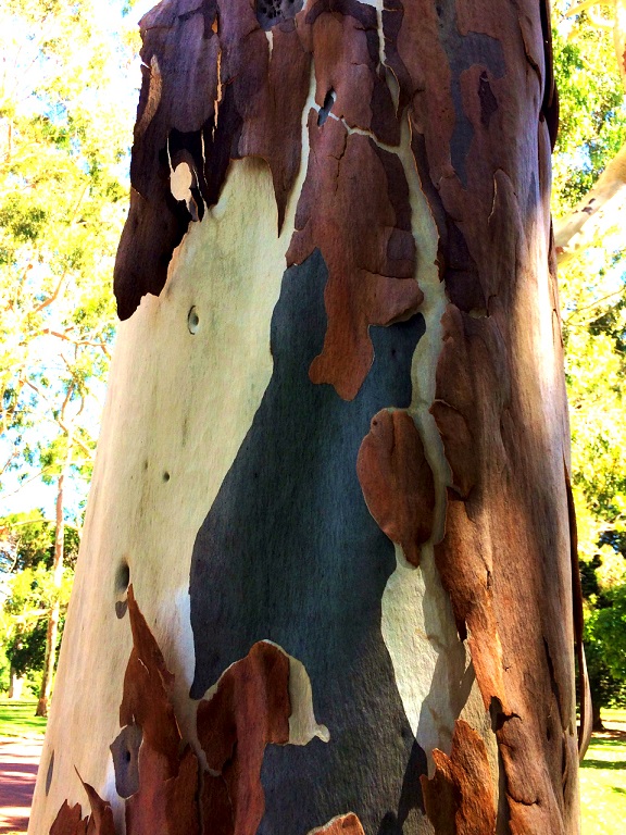 Sementes de Eucalipto Limão Cheiroso - Eucalyptus citriodora - Pronta Entrega - Mundo das Sementes