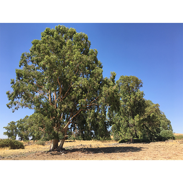 Sementes de Eucalipto Vermelho | Eucalyptus Camaldulensis | PREMIUM | Mundo das Sementes