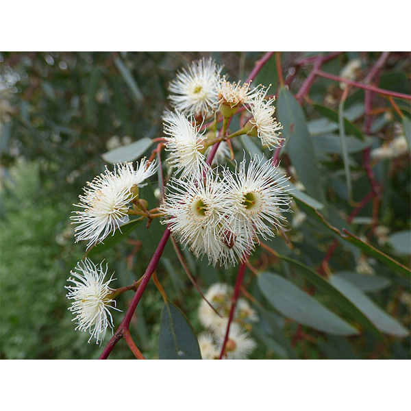 Sementes de Eucalipto Vermelho | Eucalyptus Camaldulensis | PREMIUM | Mundo das Sementes