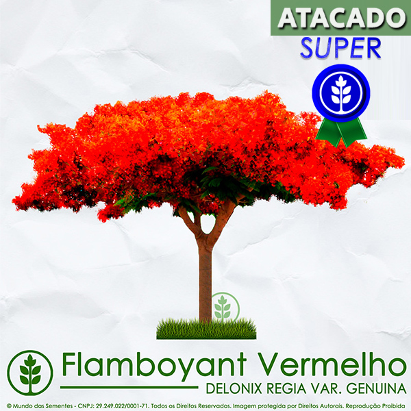 Sementes de Flamboyant Vermelho - Delonix regia - Pronta Entrega - Mundo das Sementes