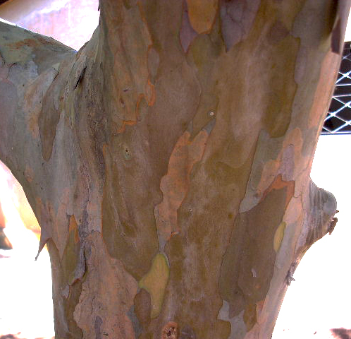 Sementes de Goiaba Vermelha - Psidium guajava var. rubra - Árvore - Pronta Entrega - Mundo das Sementes