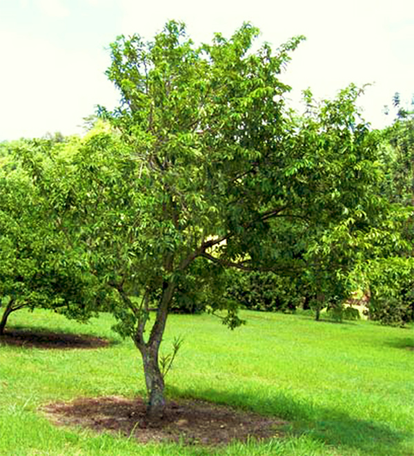 Sementes de Graviola Grande - Annona muricata - Frutífera - Mundo das Sementes