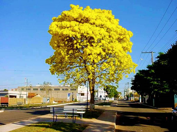 Sementes de Ipê Amarelo de Bola  - Tabebuia ochracea - Mundo das Sementes