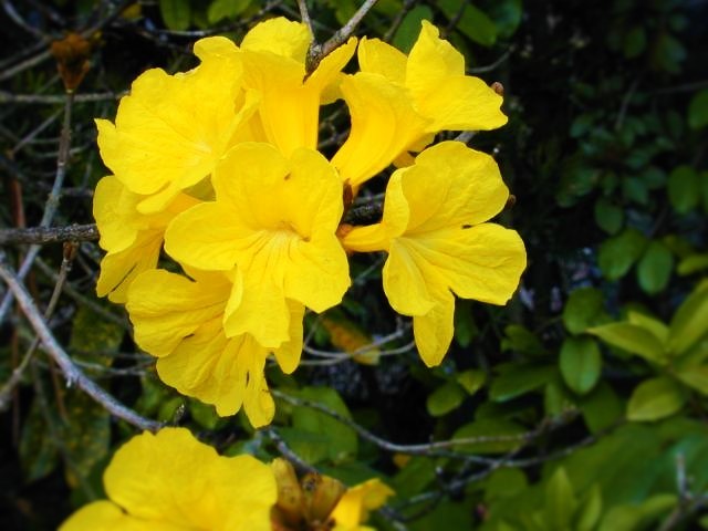 Sementes de Ipê Amarelo Dourado - Tabebuia chrysotricha - Atacado por Peso - Mundo das Sementes