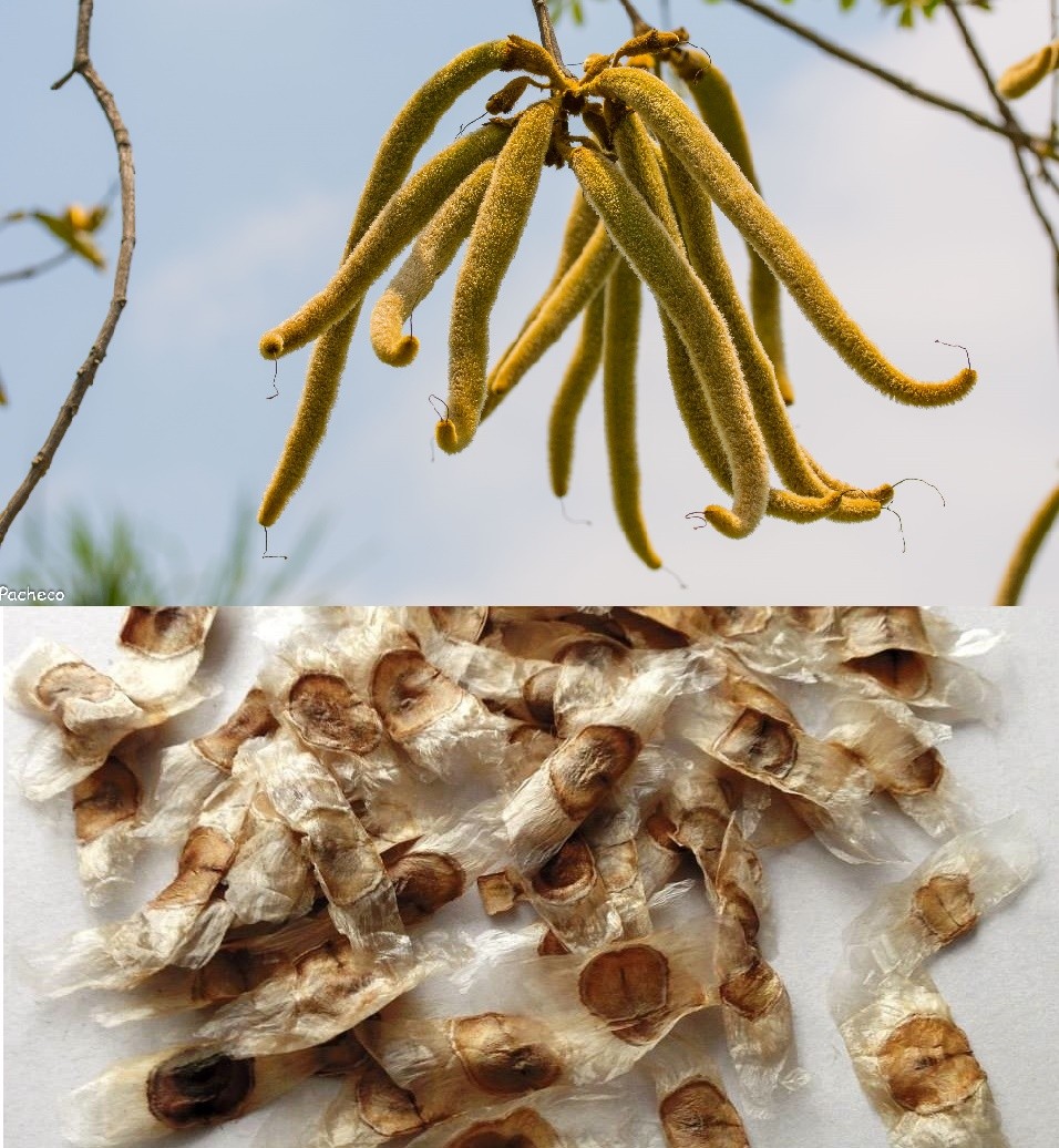 Sementes de Ipê Amarelo Dourado - Tabebuia chrysotricha - Atacado por Peso - Mundo das Sementes