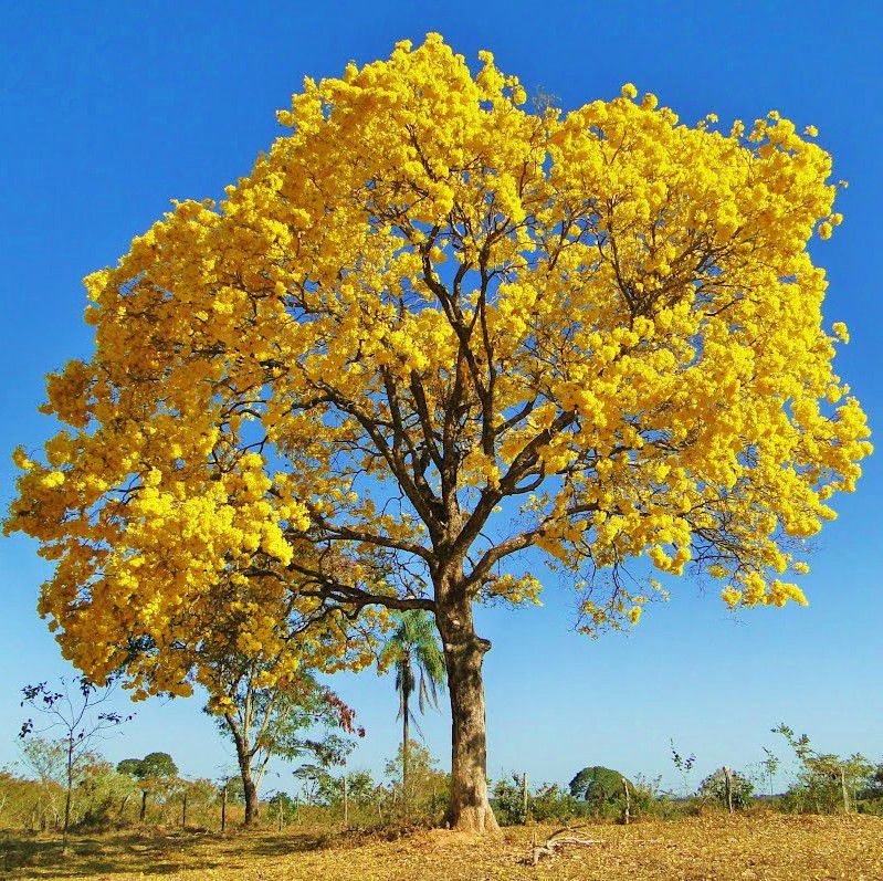 Sementes de Ipê Amarelo Dourado - Tabebuia chrysotricha - Mundo das Sementes