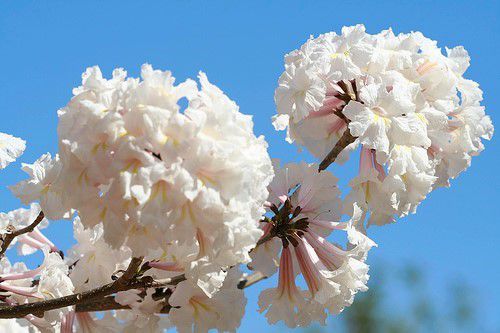 Sementes de Ipê Branco - Tabebuia roseoalba - Mundo das Sementes