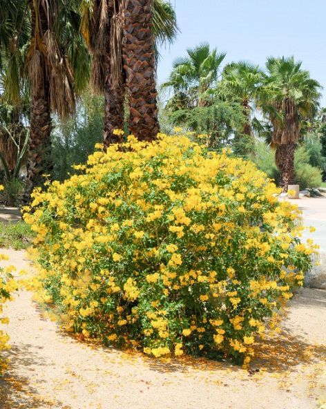 Sementes de Ipê Mirim de Jardim Amarelo (Arbusto) - Tecoma stans - Mundo das Sementes