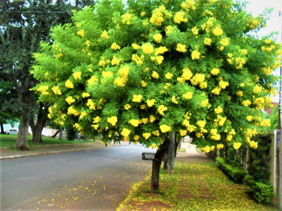 Sementes de Ipê Mirim de Jardim (Árvore) - Tecoma stans - Pronta Entrega - Mundo das Sementes