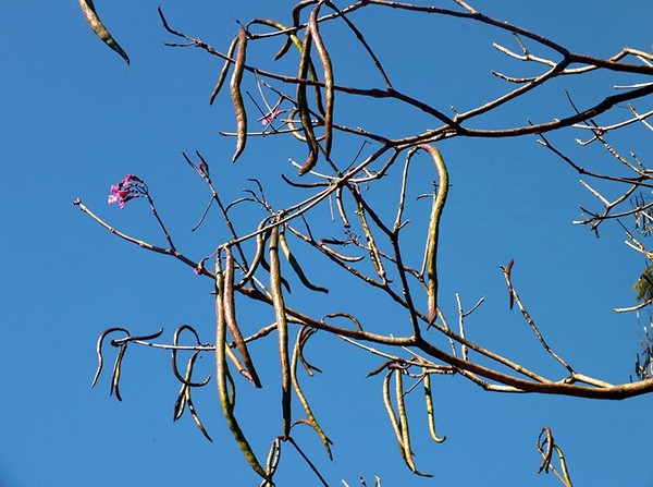 Sementes de Ipê Rosa Bálsamo - Tabebuia pentaphylla - Atacado por Peso - Mundo das Sementes