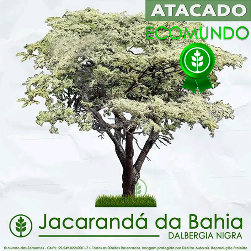 Sementes de Jacarandá Da Bahia - Dalbergia nigra - Atacado por Peso - Mundo das Sementes