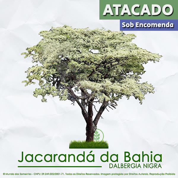 Sementes de Jacarandá Da Bahia - Dalbergia nigra - Atacado - Mundo das Sementes