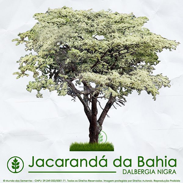 Sementes de Jacarandá Da Bahia - Dalbergia nigra - Mundo das Sementes