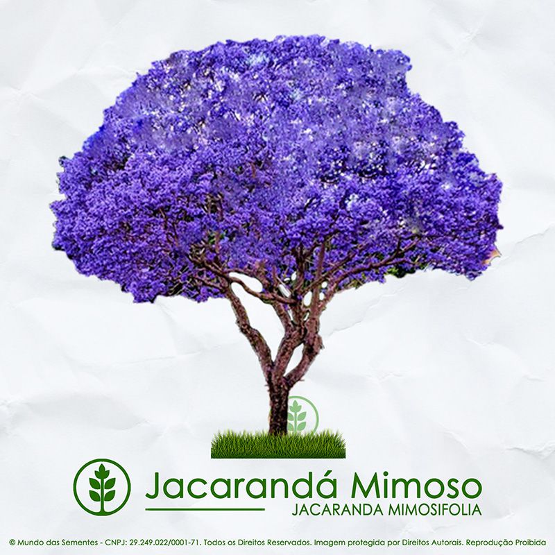 Sementes de Jacarandá Mimoso - Jacaranda mimosifolia - Mundo das Sementes