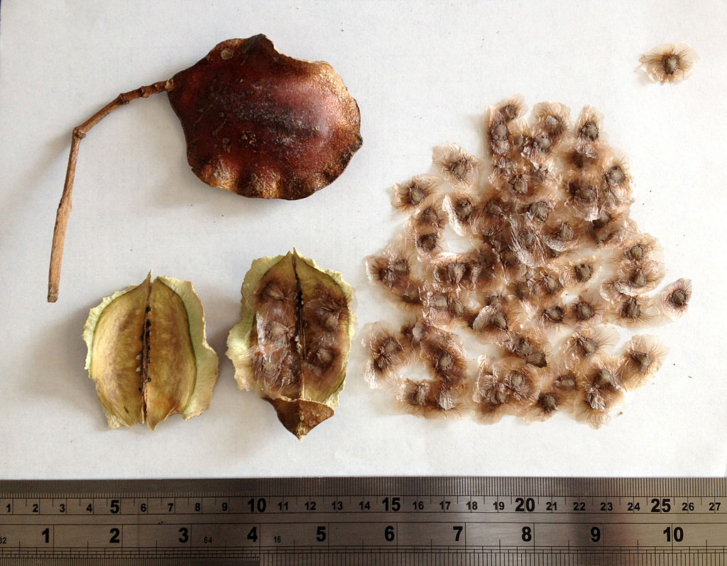 Sementes de Jacarandá Mimoso - Jacaranda mimosifolia - Pronta Entrega - Mundo das Sementes