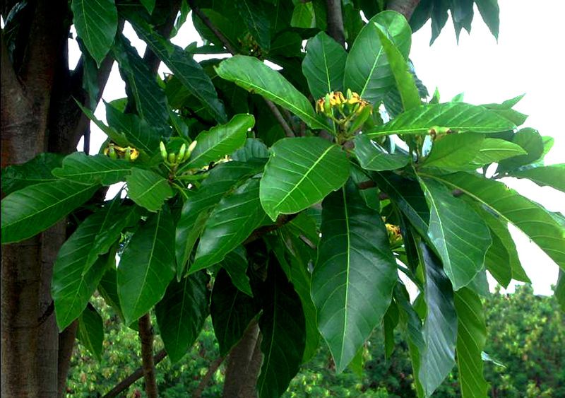 Sementes de Jenipapo - Genipa americana - Árvore - Mundo das Sementes