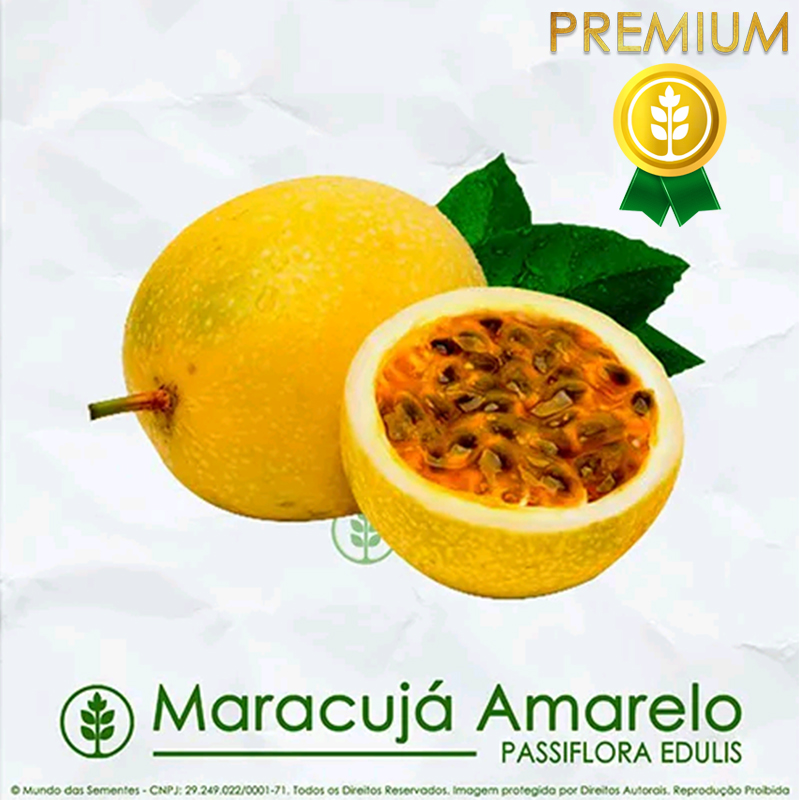 Sementes de Maracujá Amarelo - Passiflora edulis - Frutífera - Mundo das Sementes