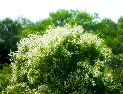 Sementes de Maricá (Cerca Viva) - Mimosa bimucronata - Mundo das Sementes