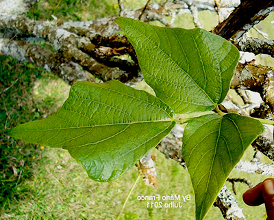 Sementes de Mulungú do Litoral / Eritrina Candelabro (Outono) - Erythrina speciosa - Mundo das Sementes
