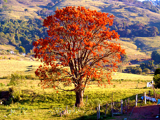 Sementes de Mulungu (Outono) - Erythrina verna (Sin. Erythrina mulungu) - Mundo das Sementes