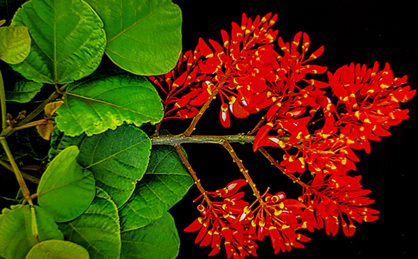 Sementes de Mulungu (Verão) - Erythrina verna (Sin. Erythrina mulungu) - Mundo das Sementes