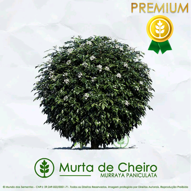 Sementes de Murta de Cheiro (Arbusto) - Murraya Paniculata - Mundo das Sementes