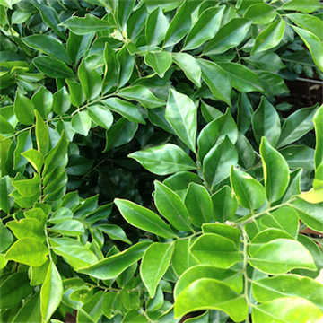 Sementes de Murta de Cheiro (Arbusto) - Murraya Paniculata - Mundo das Sementes