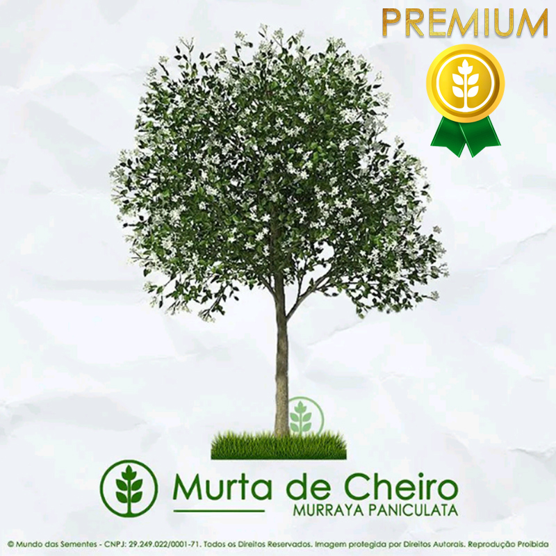 Sementes de Murta de Cheiro (Árvore) - Murraya Paniculata - Mundo das Sementes