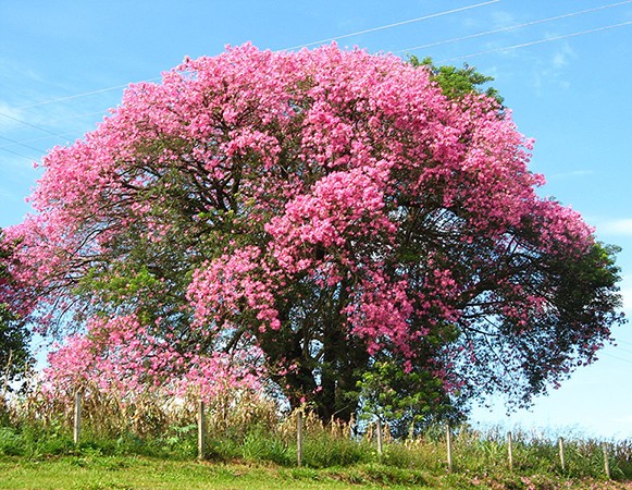 Sementes de Paineira Rosa – Ceiba speciosa - Atacado - Mundo das Sementes