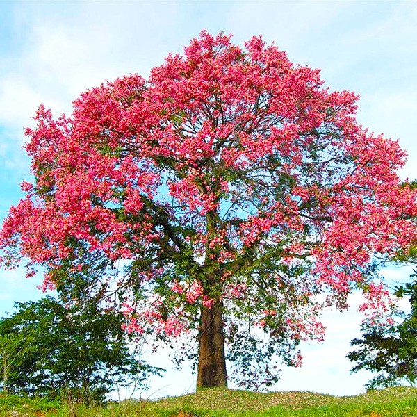 Sementes de Paineira Rosa – Ceiba speciosa - Atacado - Mundo das Sementes