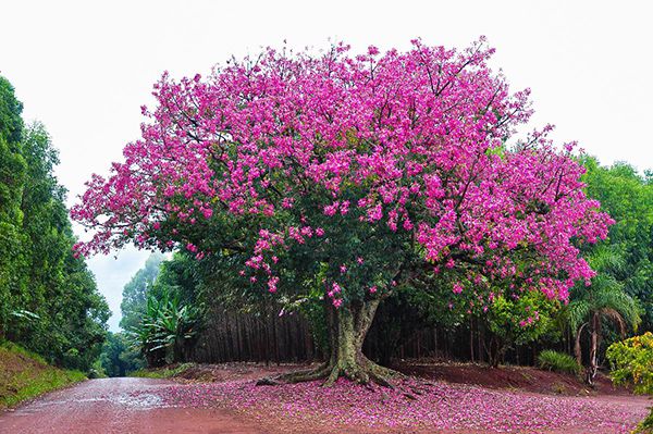 Sementes de Paineira Rosa - Ceiba speciosa - Mundo das Sementes