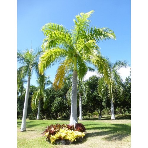 Sementes de Palmeira Real de Cuba - Roystonea regia - Mundo das Sementes