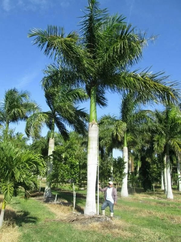 Sementes de Palmeira Real de Cuba - Roystonea regia - Mundo das Sementes