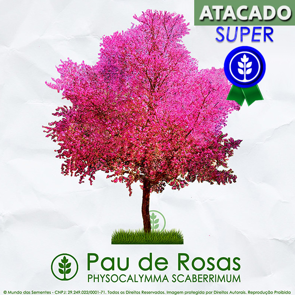 Sementes de Pau de Rosas / Resedá Nacional - Physocalymma scaberrimum - Pronta Entrega - Mundo das Sementes