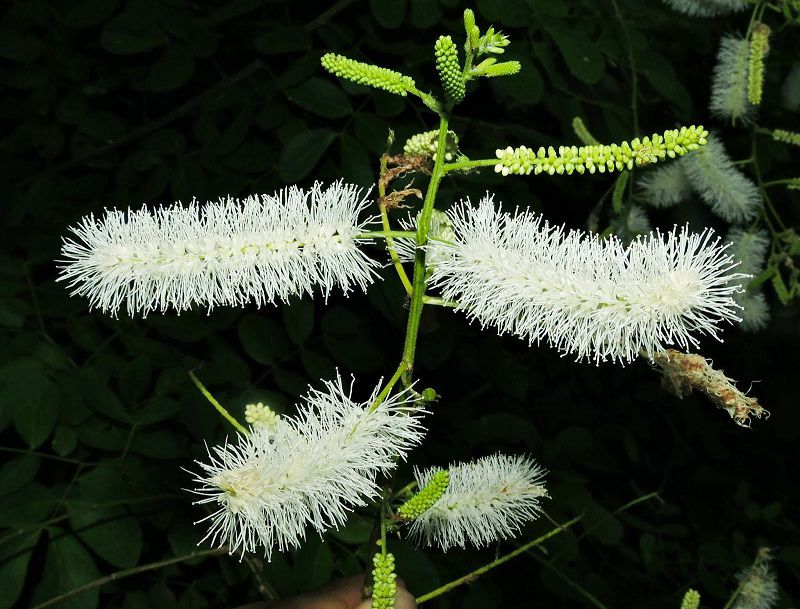 Sementes de Sansão do Campo (Arbusto) - Mimosa caesalpiniifolia - Mundo das Sementes
