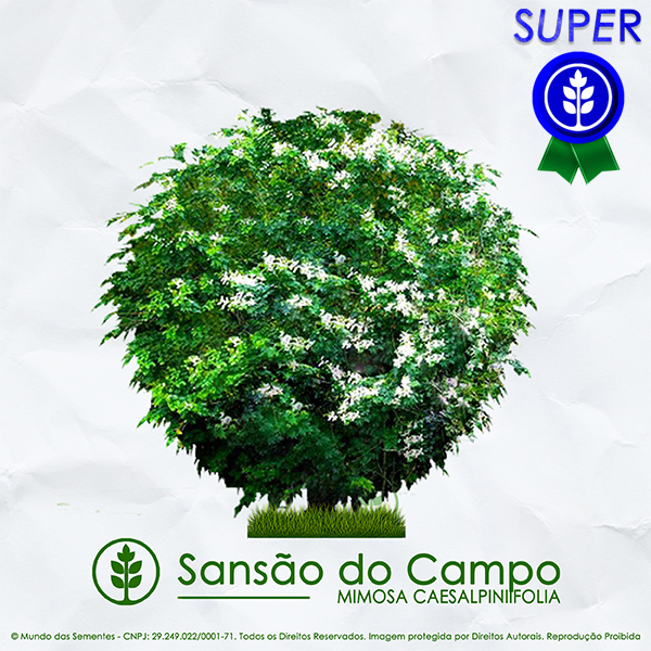 Sementes de Sansão do Campo (Arbusto) - Mimosa caesalpiniifolia - Pronta Entrega - Mundo das Sementes