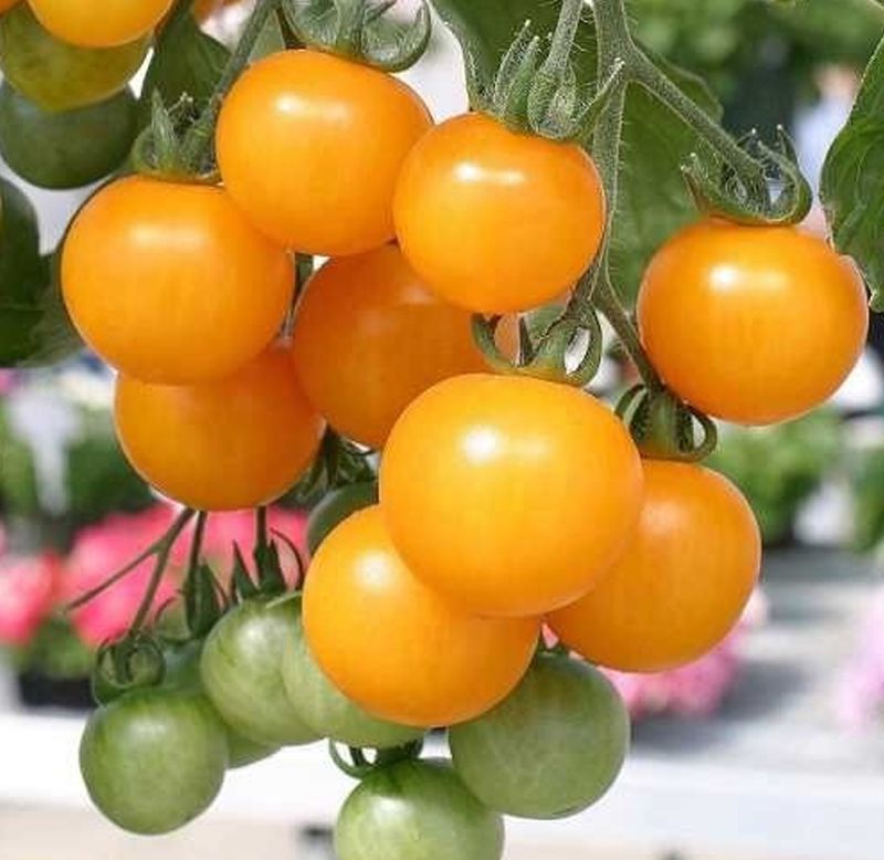 Sementes de Tomate Yashi - Feltrin