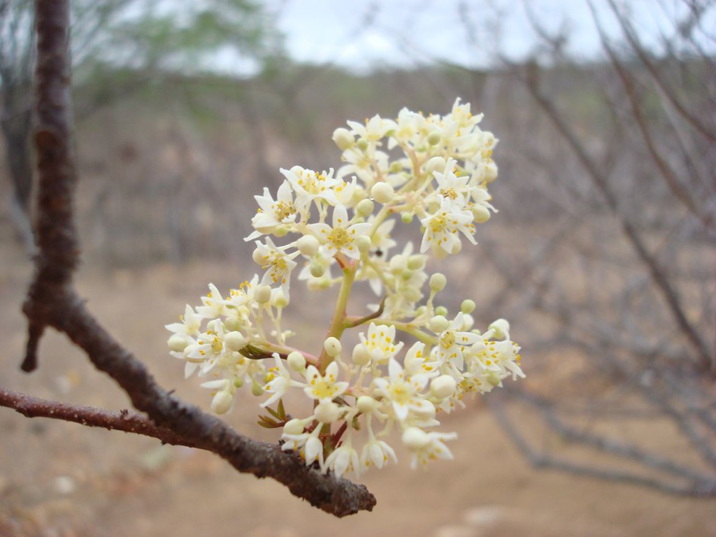 Sementes de Umbú - Spondias tuberosa - Frutífera - Atacado por Peso - Mundo das Sementes