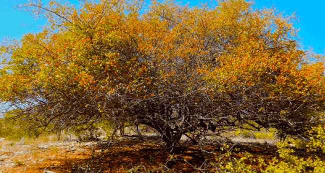 Sementes de Umbú - Spondias tuberosa (Inverno) - Árvore - Mundo das Sementes