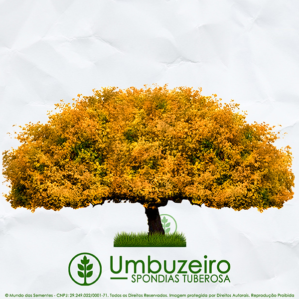 Sementes de Umbú - Spondias tuberosa (Outono) - Árvore - Mundo das Sementes