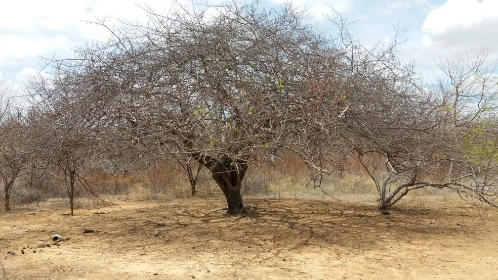 Sementes de Umbú - Spondias tuberosa (Outono) - Árvore - Mundo das Sementes